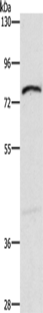 XPNPEP1 Antibody