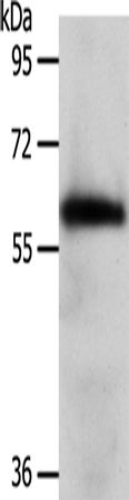 WDR1 Antibody