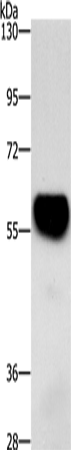 ZBTB26 Antibody