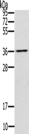 UBXN2A Antibody