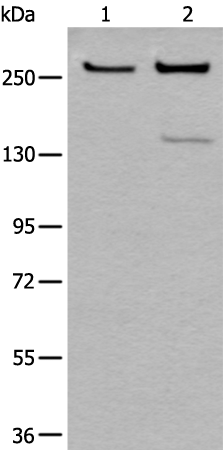 CHD3 Antibody