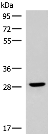 CLEC9A Antibody
