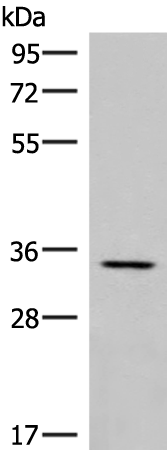 DPPA4 Antibody