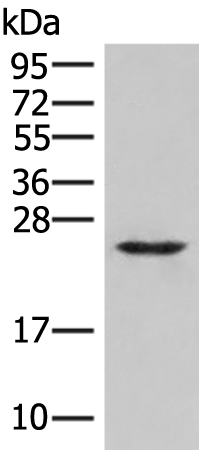 MRAS Antibody