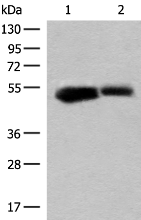 GLUD1 Antibody