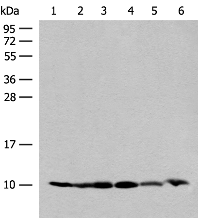 RPS28 Antibody