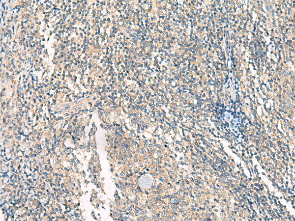 HASPIN Antibody