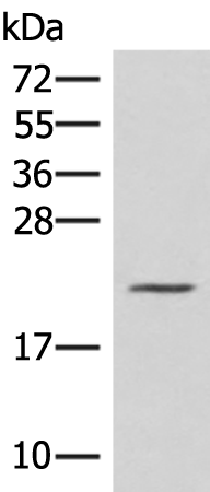 H1FX Antibody