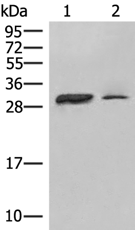 HLA-DPA1 Antibody