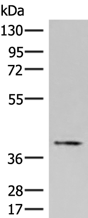 HPR Antibody