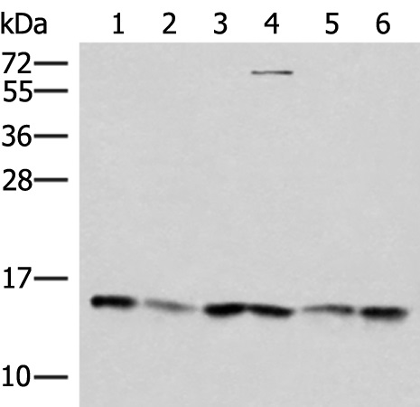 TRMT112 Antibody