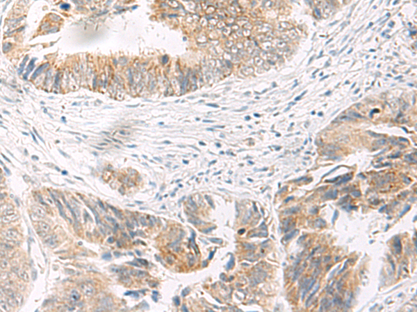 IDUA Antibody