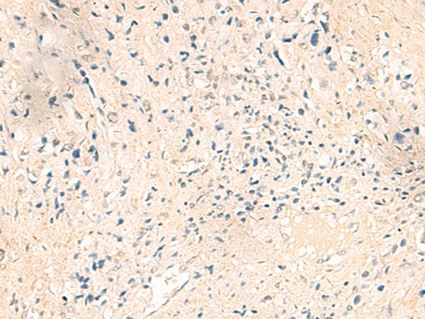IER5 Antibody