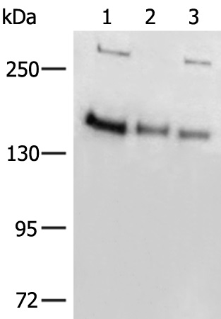 ELP1 Antibody
