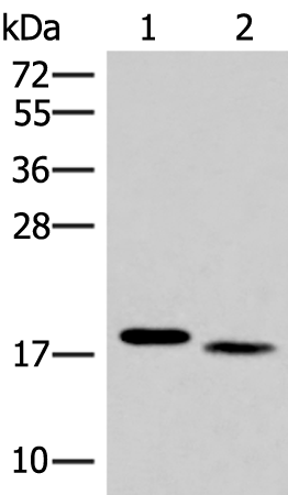 IL36A Antibody