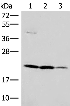 IL37 Antibody