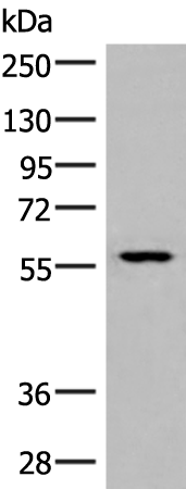 INSM1 Antibody