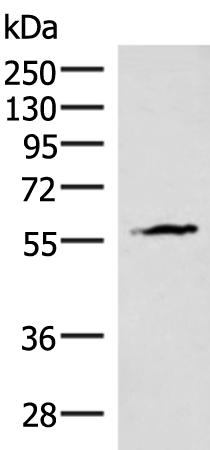 INSM2 Antibody