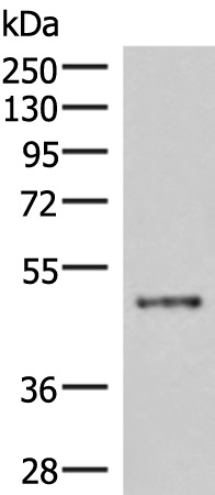 IRX5 Antibody