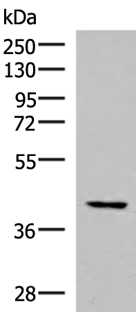 IST1 Antibody