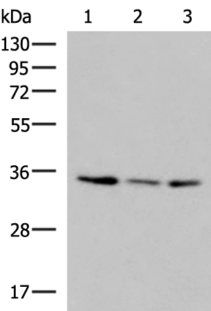 ISY1-RAB43 Antibody