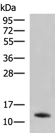 PPY Antibody