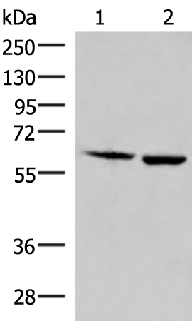 JRKL Antibody