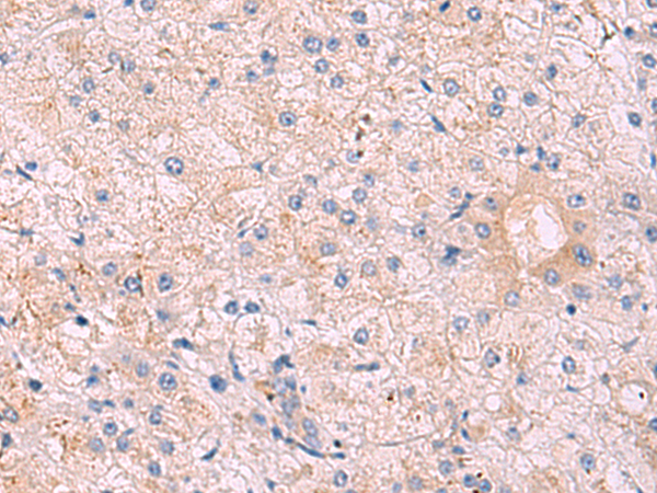 KANSL1L Antibody