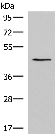 KCNK18 Antibody