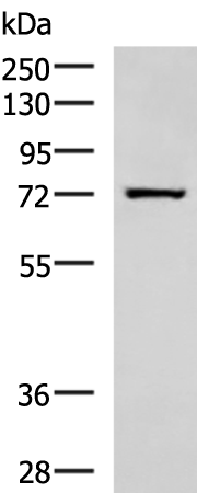 SHTN1 Antibody