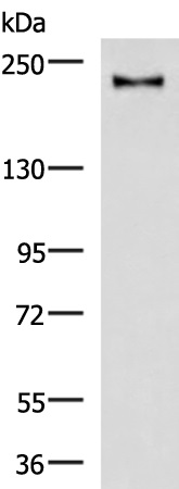 KIF21B Antibody