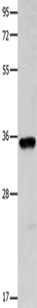 COX11 Antibody