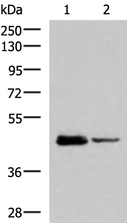 DDI2 Antibody
