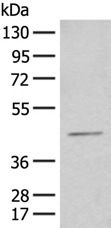 HENMT1 Antibody