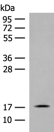 RPS25 Antibody
