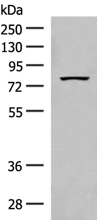 SPIRE1 Antibody