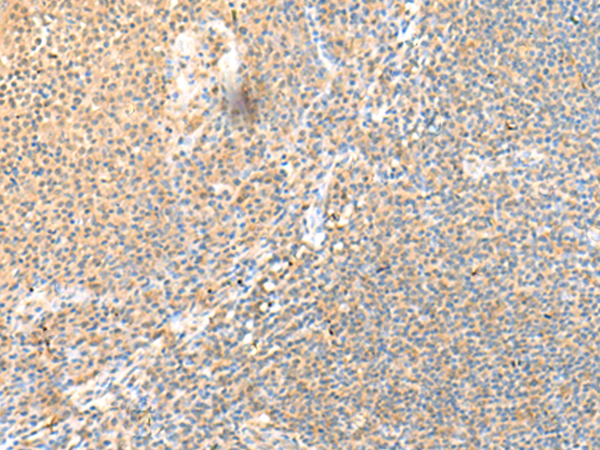 SSC4D Antibody