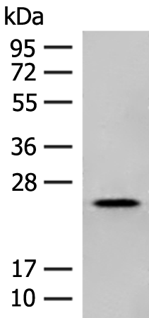 NXNL1 Antibody