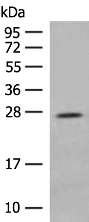 MDFI Antibody