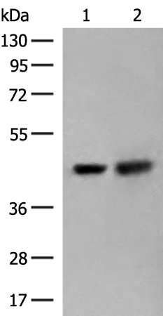 ORC4 Antibody