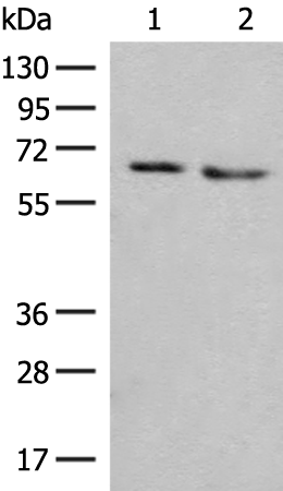 NARS Antibody