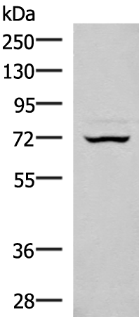 EIF2AK1 Antibody