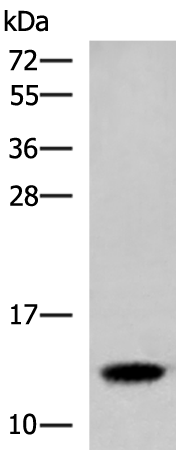 HBE1 Antibody