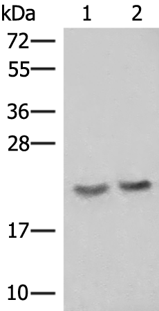 IFT22 Antibody