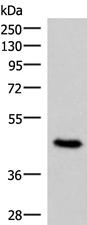 COPS3 Antibody
