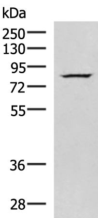 NASP Antibody