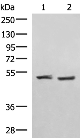 RRP8 Antibody