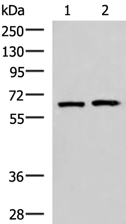 GPKOW Antibody