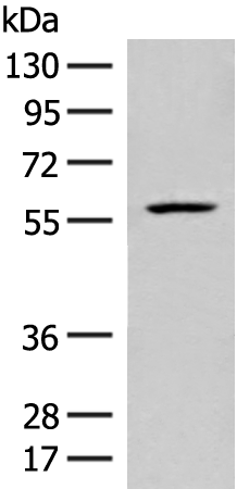 FKTN Antibody