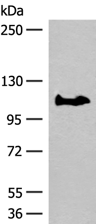 GARNL3 Antibody